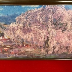 壁掛「満開桜」