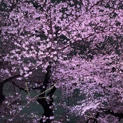 上野でお花見🌸