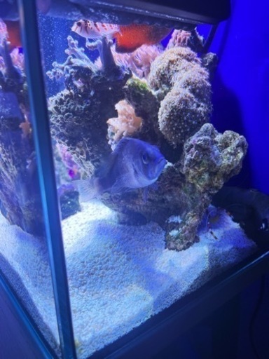 インディゴハムレット　海水魚　ハタ　カリブ海