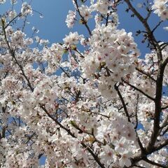 山友募集(新潟県上越市近辺)