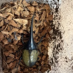 DH.ヘラクレス133ミリペア　引き取り限定 DH.ヘラクレス133ミリペア 引き取り限定