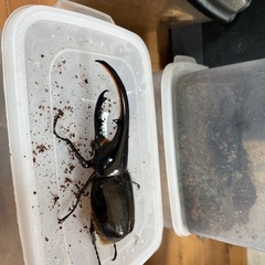 DH.ヘラクレス128ミリペア 引き取り限定