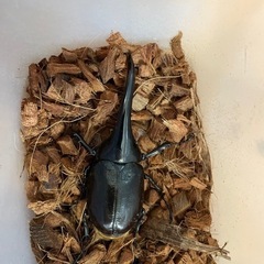 DH.ヘラクレス128ミリペア 引き取り限定