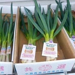 🔻【完売】🥬【新鮮野菜】栄養が4倍　榛沢深谷ネギ5本組＋2本組　...