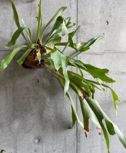 観葉植物