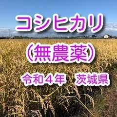 コシヒカリ 無農薬 30kg 令和4年(2022)茨城県 米 お...