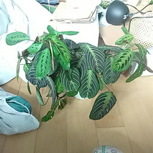 観葉植物　カラテア