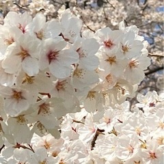 メル友募集(女性限定)の画像