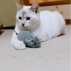 【緊急】青い目のシャムトラちゃん 再度 里親様募集 - 猫