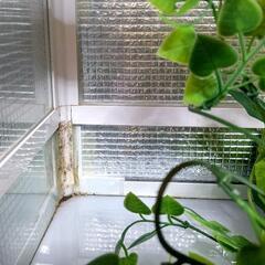 爬虫類ケージ フルセット