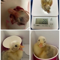 ご家族決まりました！コールダック🐥　