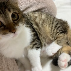 新しいご家族が見つかりました✨お月様みたいなまん丸お顔のるなちゃん - 猫