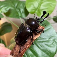 カブト クワガタの中古が安い！激安で譲ります・無料であげます ...