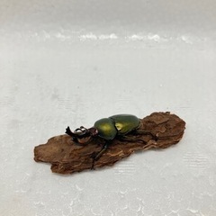 パプアキンイロクワガタ　ワメナ　成虫ペア