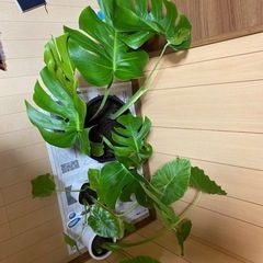 観葉植物　　モンステラ　クワズイモ