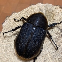 お取引先様決定】ヘラクレス・ヘラクレス ペア 新成虫末後食 美形
