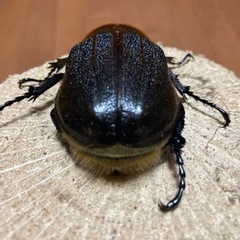 お取引先様決定】ヘラクレス・ヘラクレス ペア 新成虫末後食 美形