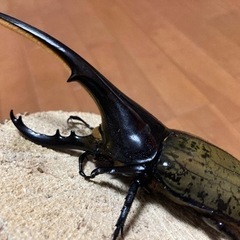 お取引先様決定】ヘラクレス・ヘラクレス ペア 新成虫末後食 美形