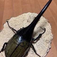 お取引先様決定】ヘラクレス・ヘラクレス ペア 新成虫末後食 美形