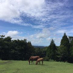 国立公園霧島山で馬と一緒に仕事！！　観光乗馬牧場（ホースガイド）