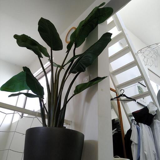 大型　観葉植物(フェイク)