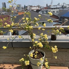 モッコウバラ 鉢植え ６号 黄色 八重 黄モッコウバラ 木香薔薇