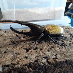 DHヘラクレス新成虫♂♀️ペア　♂152 ♀️71 DHヘラクレス新成虫♂♀️ペア ♂152 ♀️71