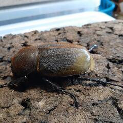 DHヘラクレス新成虫♂♀️ペア ♂152 ♀️71