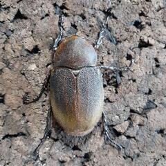 DHヘラクレス新成虫♂♀️ペア ♂152 ♀️71