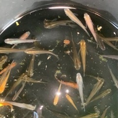 【ネット決済】🐟メダカMIX🐟　１匹50円🐠　在庫残り僅か早いも...