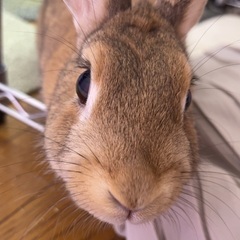 ウサギの里親様を探しています。。 − 神奈川県