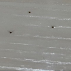 整理為に安く出品しました