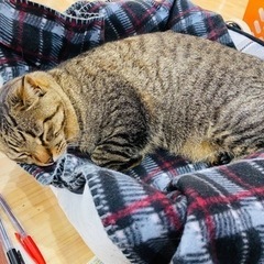 成猫もらってください【急募です】雄､雌います - 直方市