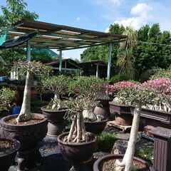 タイの植物を紹介したい（ご教授ください）