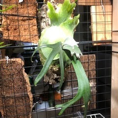 big sale様　ご確認用ページ　ビカクシダ どなたか尖らせるコツを教えて下さい。。 この写真を見てまさかこれが