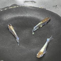 【ネット決済】レッドクリフダークタイプめだか   稚魚5＋‪α♪