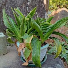 観葉植物　オモト【予定者あり】