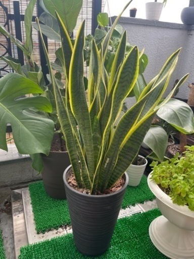 観葉植物　サンセベリア73cm    鉢と受け皿付き(配送ご相談ください)