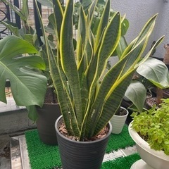 観葉植物　サンセベリア73cm    鉢と受け皿付き(配送ご相談...