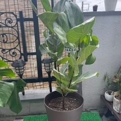 観葉植物　カシワバゴム(フィカス・リラータ)　89cm    鉢...