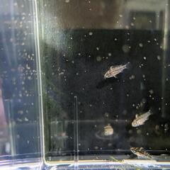 アピストグラマ　稚魚