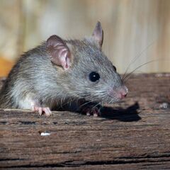 建物・屋根裏に居座る害獣駆除なら【害獣駆除の緊急修理サービ…