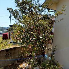 庭木　椿　2m   植栽