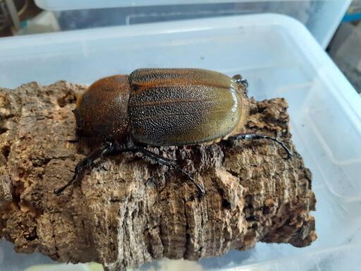 D.H.ヘラクレス新成虫♀70㎜　単品 DHヘラクレス新成虫♂142♀70ペア¥10000