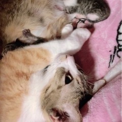 2匹の猫ちゃん − 沖縄県