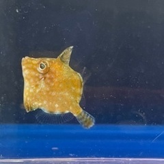 アミメハギ 幼魚 約2.5cm