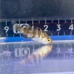 メバル 幼魚 3cm前後 3匹セット