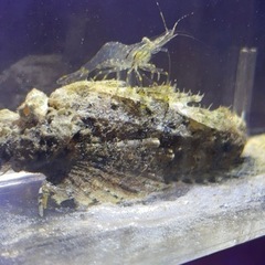 オニオコゼ 幼魚 約10cm