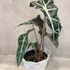 観葉植物・アロカシア［37cm］