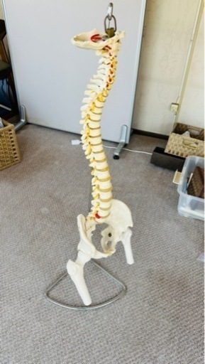 骨格模型